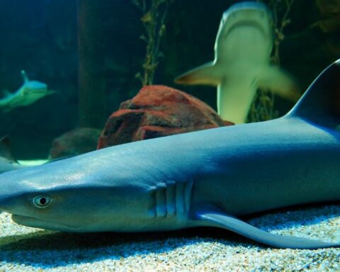 Underwater world Langkawi - shark