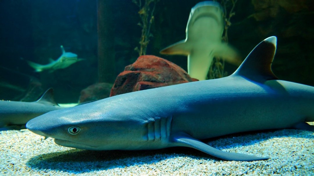 Underwater world Langkawi - shark