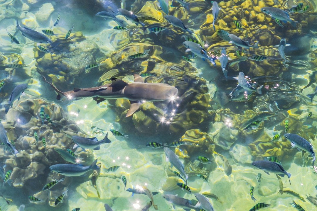 Shark in Pulau Marin Park