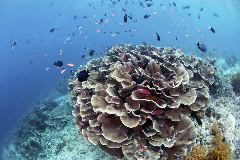 Coral and Marine Life on Sipadan Island