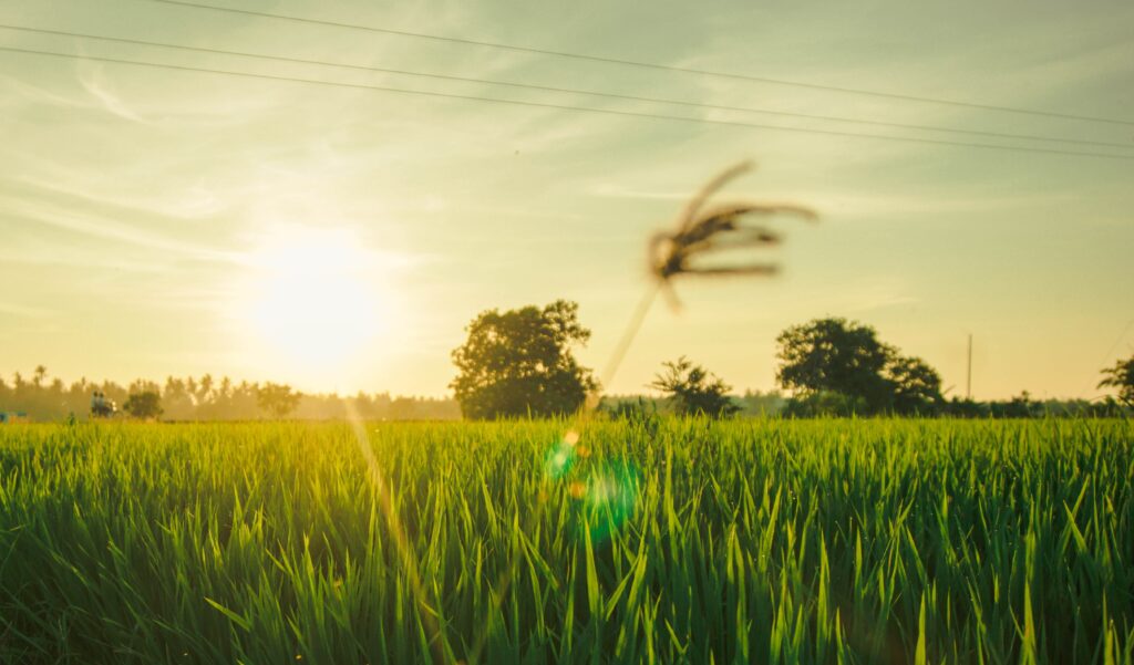 Paddy Fields