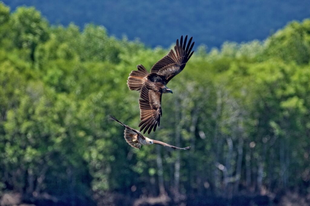 Langkawi's Eagles 