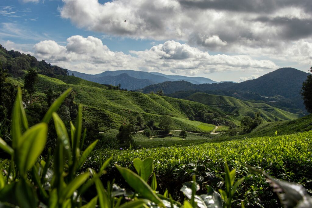 Cameron Highlands, Pahang - Things to do in Malaysia