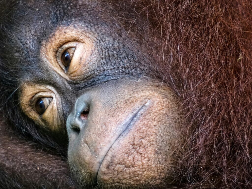 Orangutans, Sepilok, Sabah