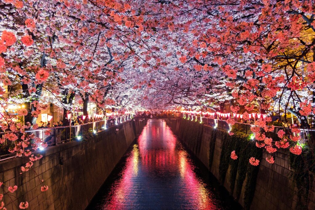  Cherry bloosom in japan