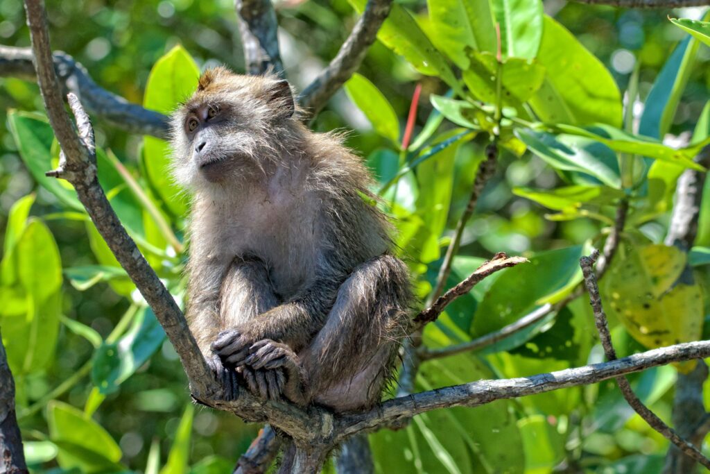 Monkeys of Langkawi 